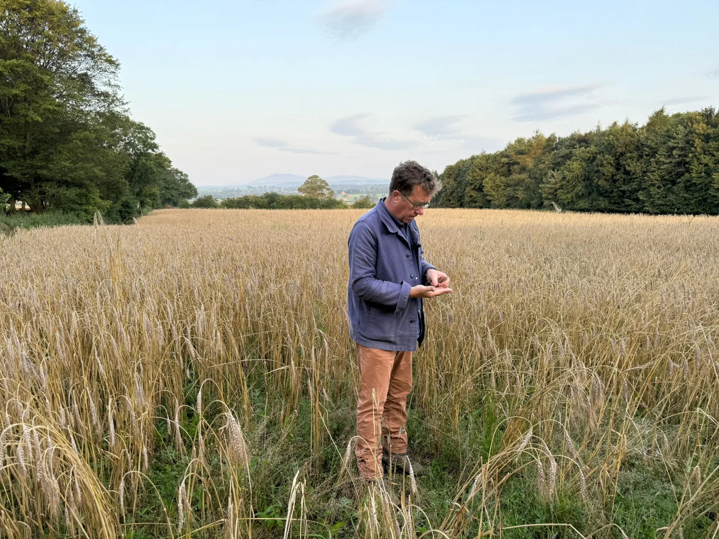 Aidan Monks of Lovingly Artisan standing in a field of ripe wheat, looking at grain in his hand